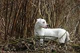 DOGUE ARGENTIN 500
